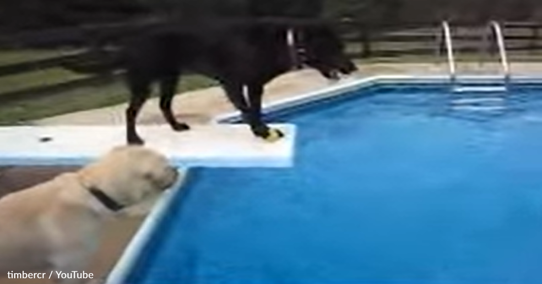 Labs Entertain Themselves With The Most Unusual Game Of Fetch