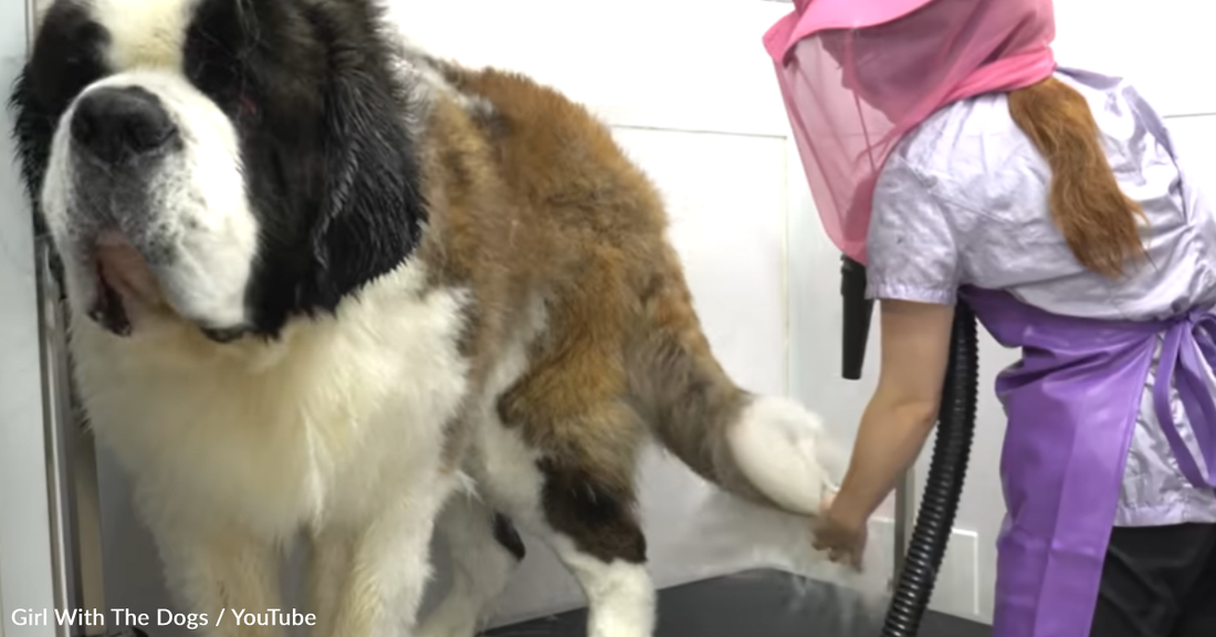 Groomer Takes On 200-Pound St. Bernard