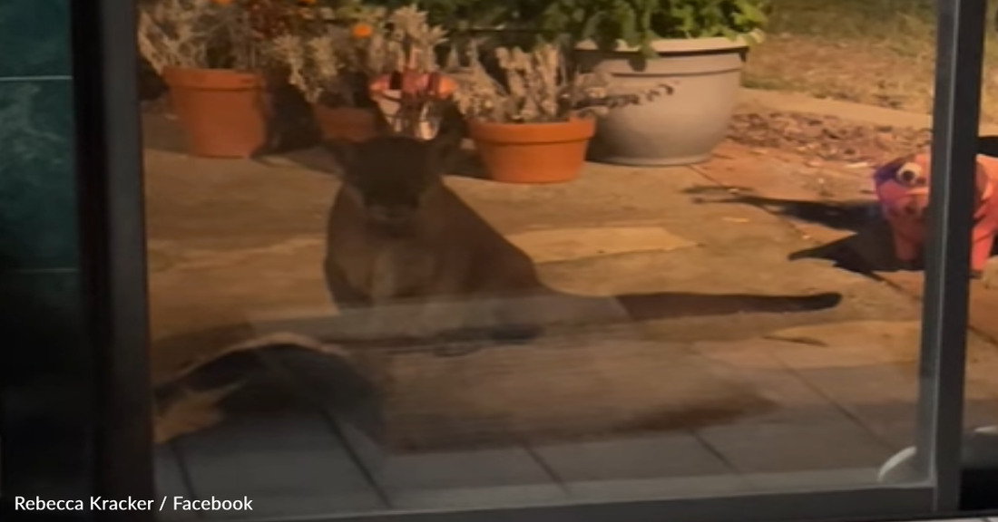 Mountain Lion Enters Family Home And Drags Dog Outside