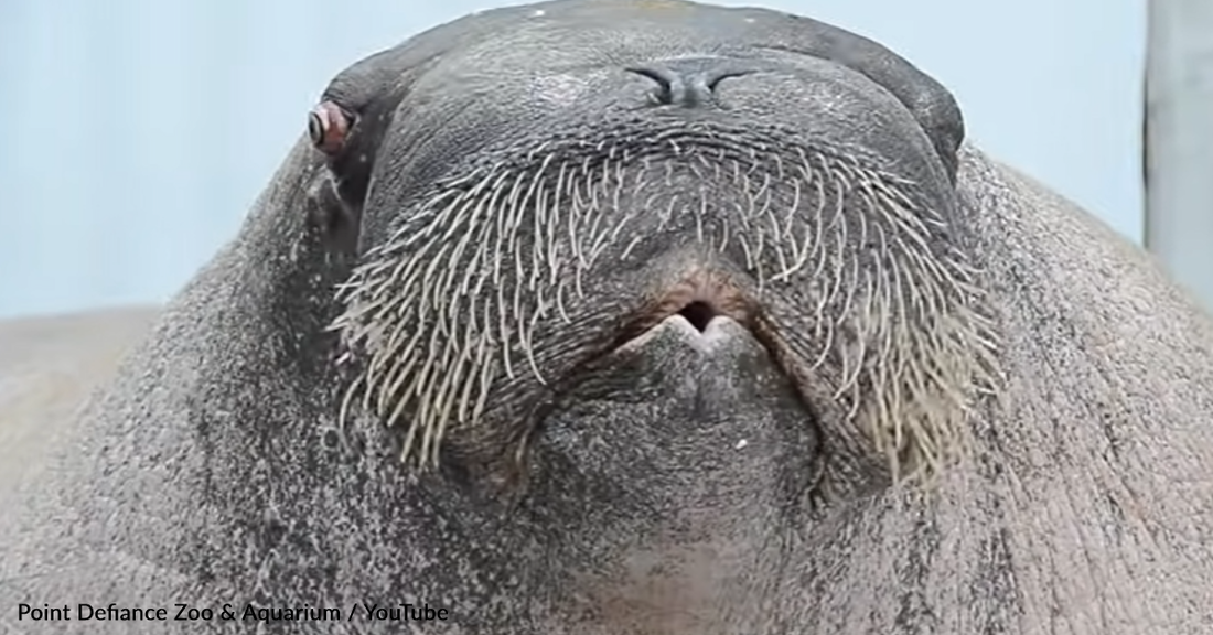 Did You Know Walruses Can Whistle Just Like Humans?