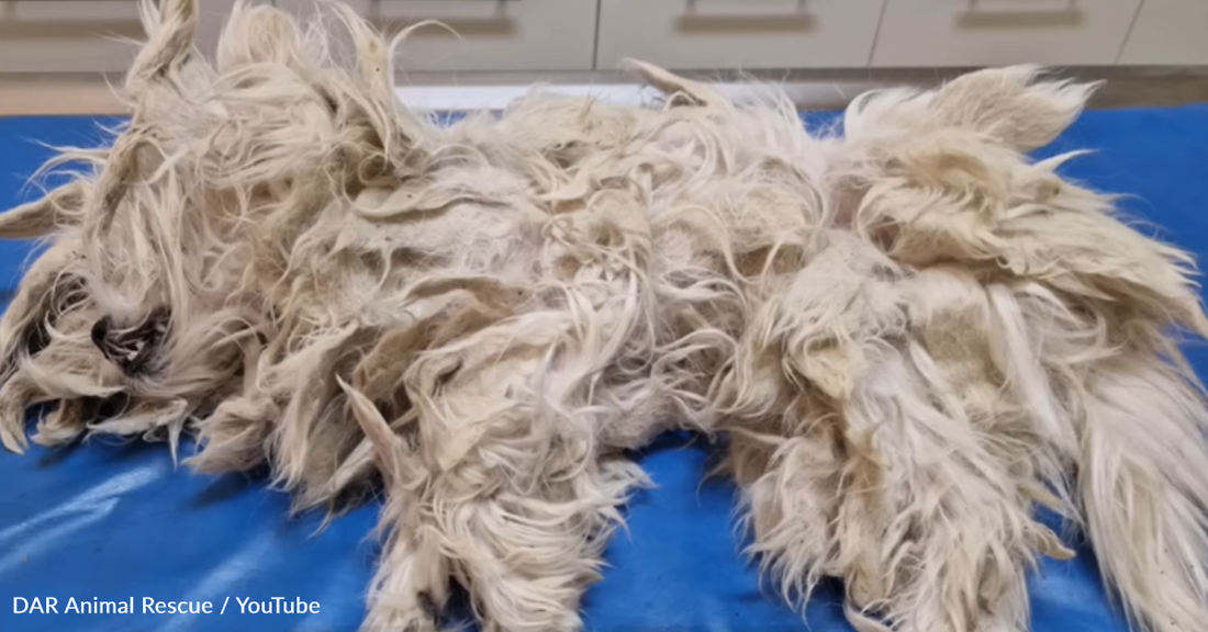 Dog Left Behind When Family Moves Is So Matted She Can Barely See