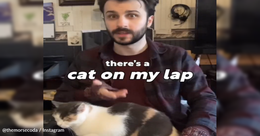 Man Writes Song About Getting Trapped With A "Cat On My Lap"