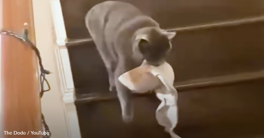 Sneaky Cat Loves Stealing Bras From Her Owner's Roommate