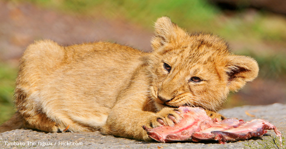 Big Cats Can No Longer Be Sold For Pets Or Petting In U.S.