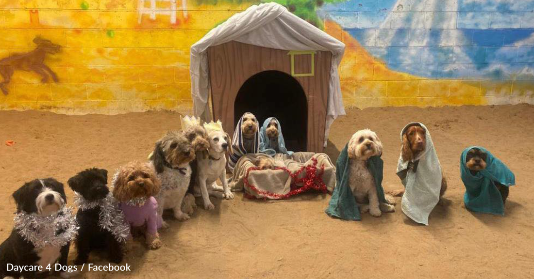 Doggy Daycares Are Dressing Up Pups To Recreate The Nativity Scene