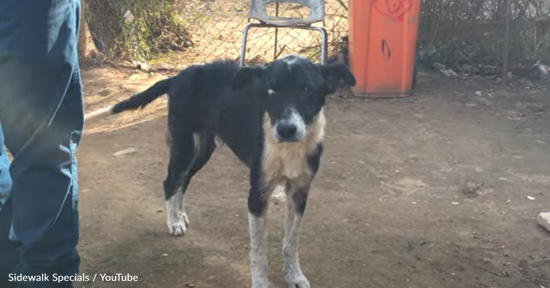 Dog Abandoned For Being "Too Old" Finds A Place To Live Out His Golden Years