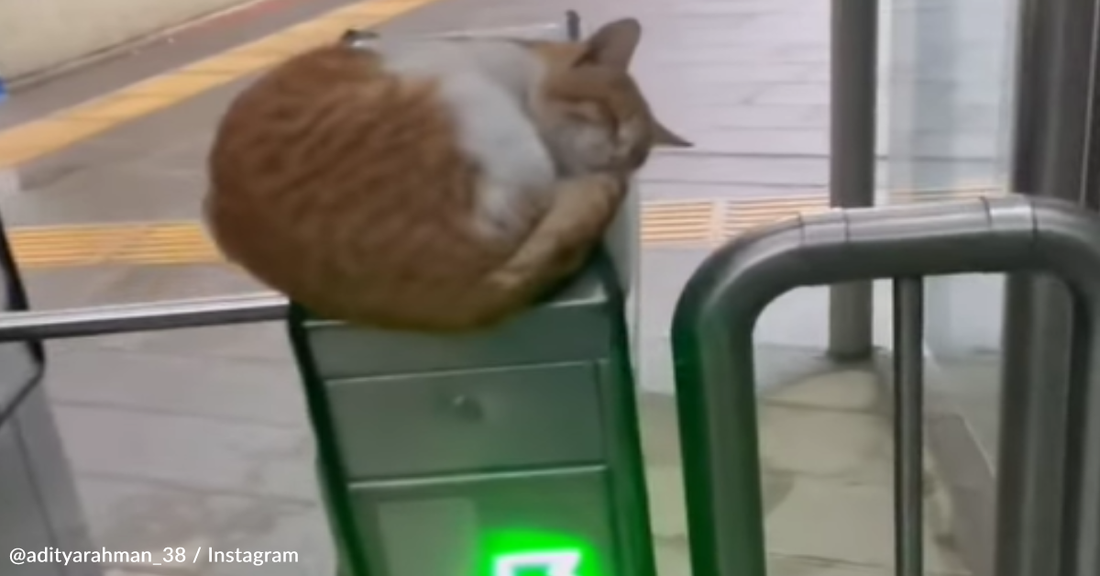 Sleeping Cat Blocks Commuters By Napping On Transit Card Scanner