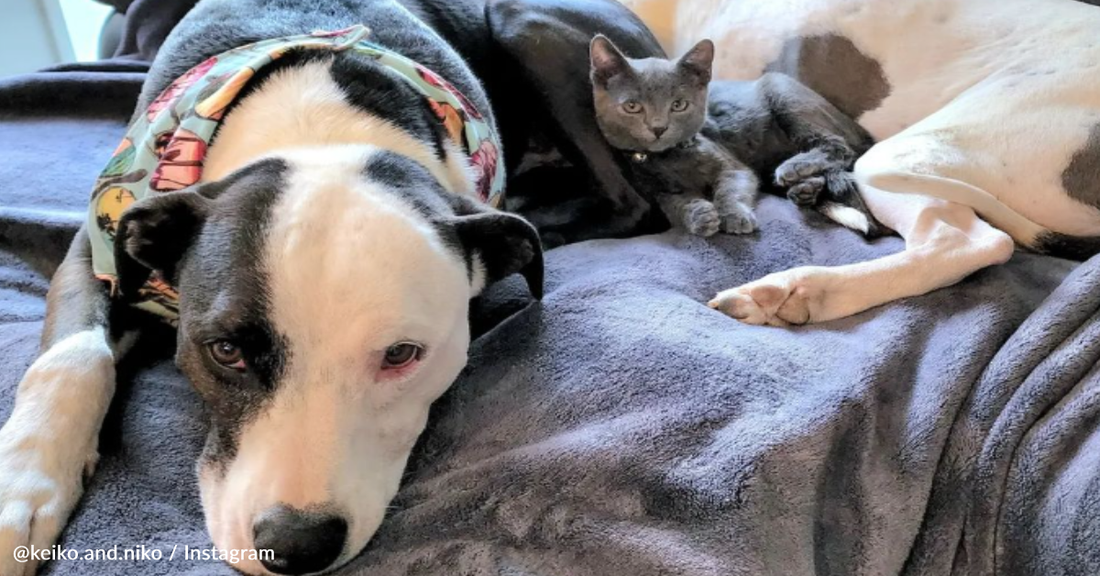 Kitten Adopted By Pitbull Owners Thinks She's One Of The Dogs