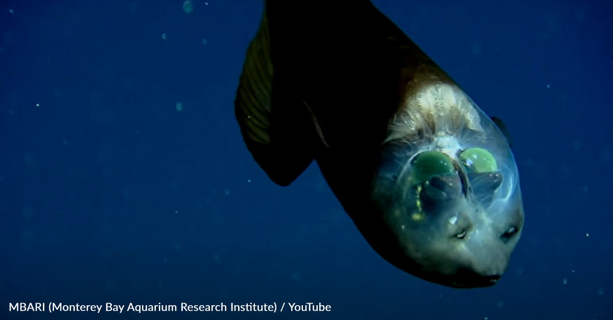 Researchers Spot Rare Fish With Translucent Head | GreaterGood