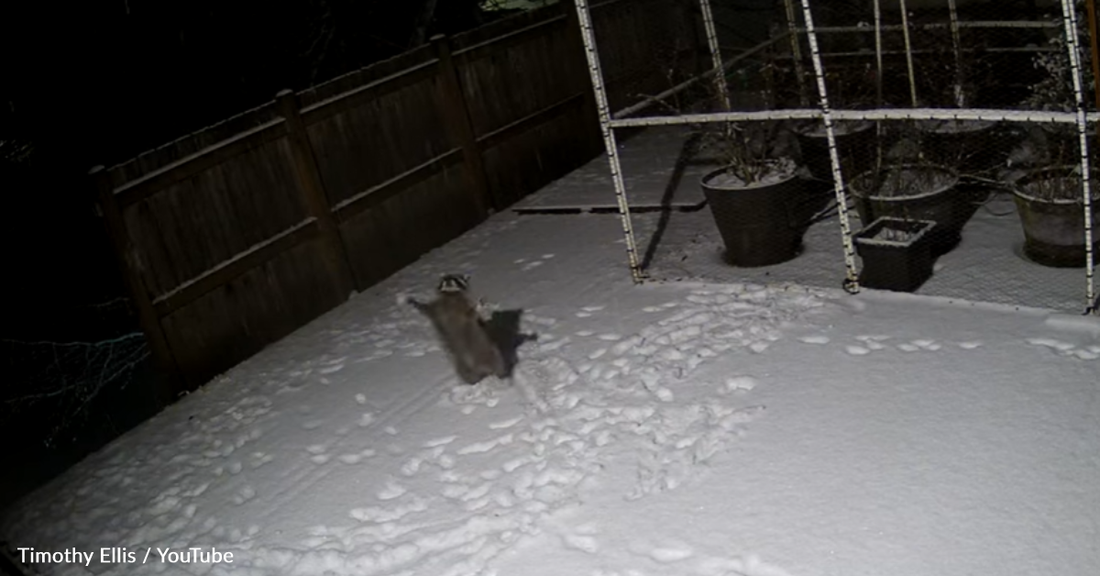 Security Camera Captures Raccoon Playing In The Snow