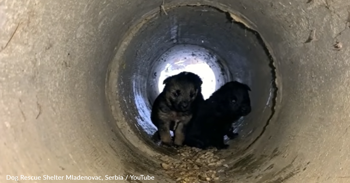 Brave Mama Dog Seeks Help From Strangers For Her Puppies | GreaterGood