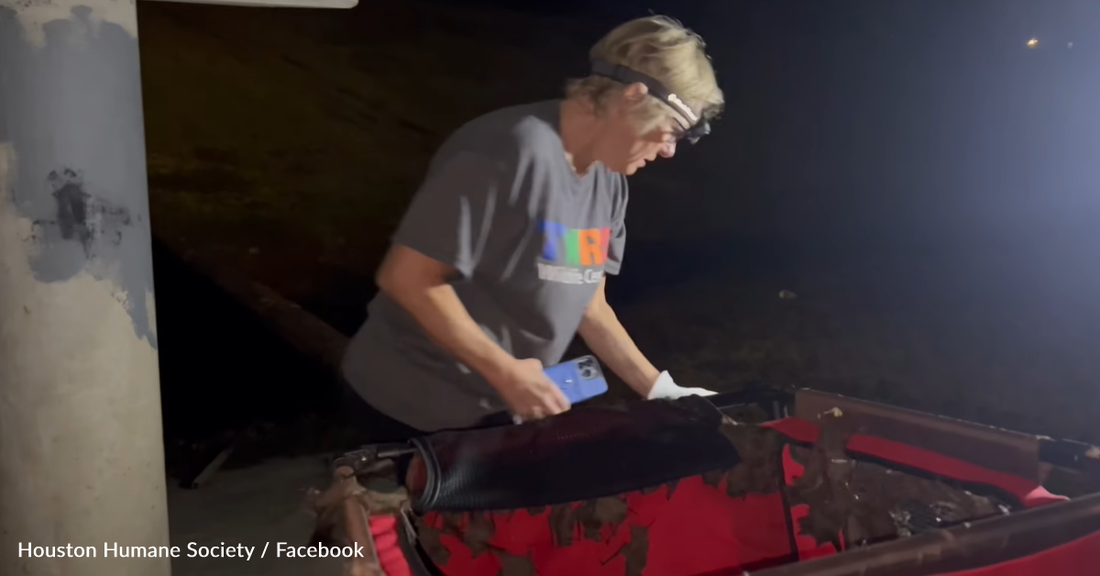 Good Samaritans Save Thousands of Bats From Freezing In Texas Cold Spell