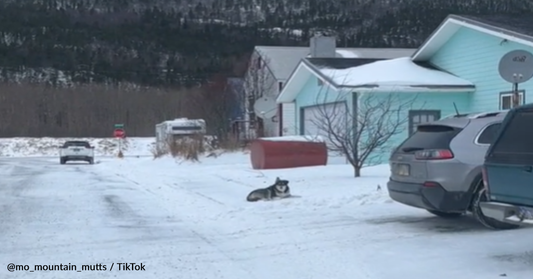 Dogs Patiently Wait Outside For Doggy Daycare Bus To Pick Them Up