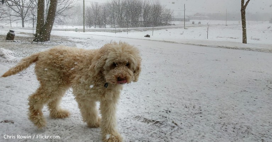 Community Comes Together to Save Missing Dog Trapped On Icy Creek