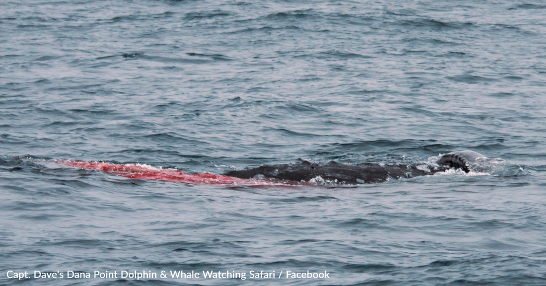 Whale Watchers See Blood In The Water And Witness Calf Being Born Before Their Eyes