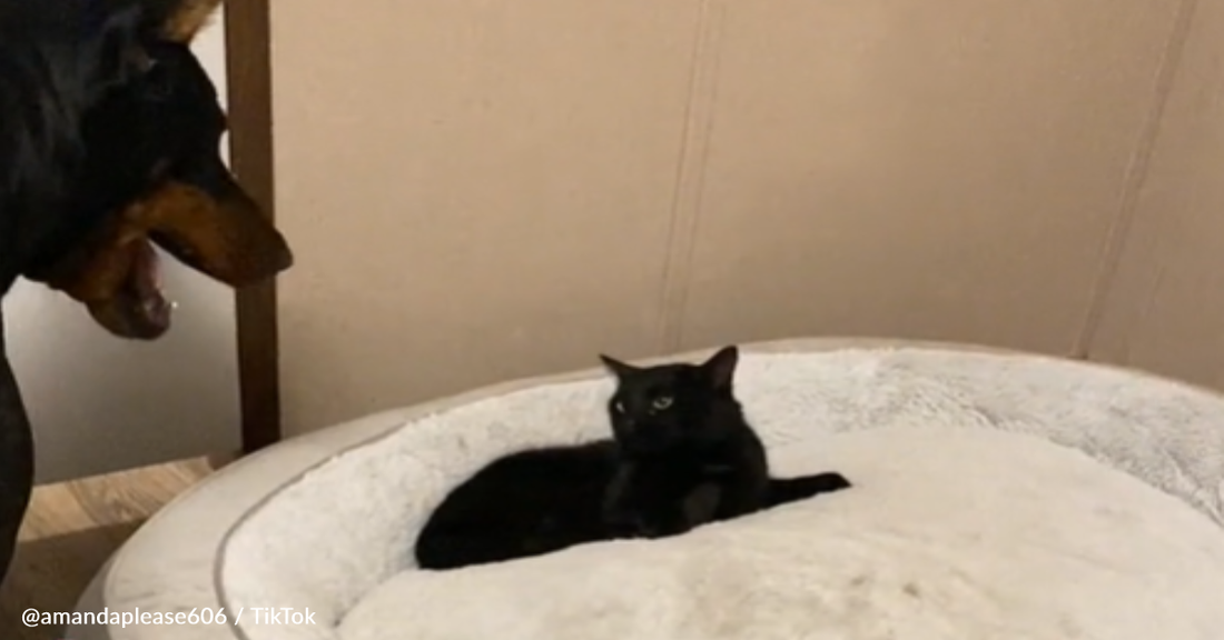 Cat Refuses To Move From Doberman's Bed Despite His Protests