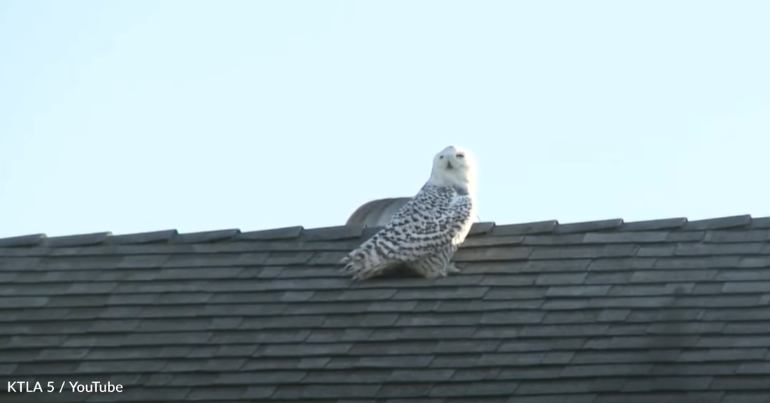 Rare Snowy Owl Shows Up In California For The First Time In 100 Years