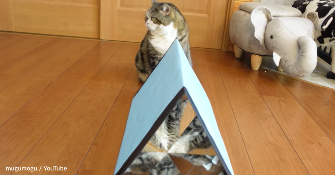 Watch Scottish Fold Kitties Peek Through A Kaleidoscope