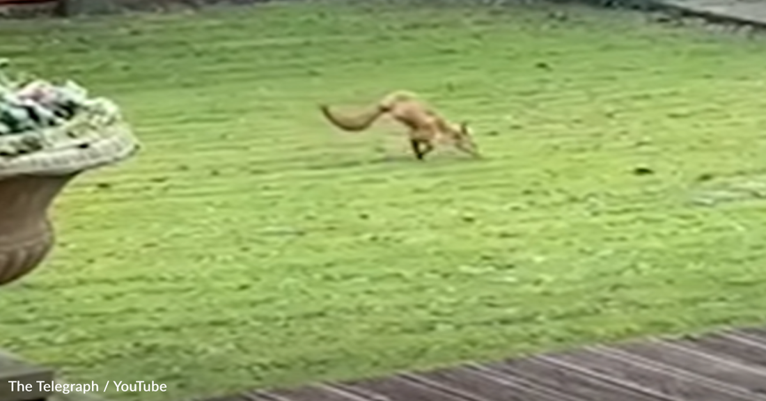 Two-Legged Fox Races Around Couple's Yard In Search For A Meal