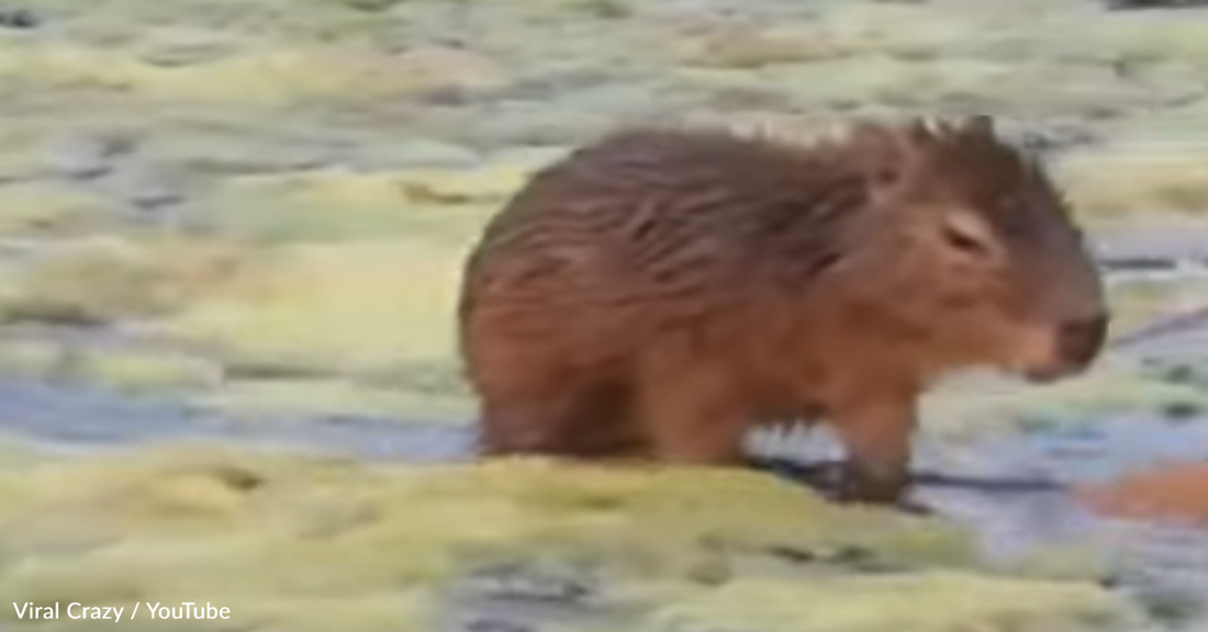 Baby Capybara Rides "Piggyback" On Mom To Get Across The Pond