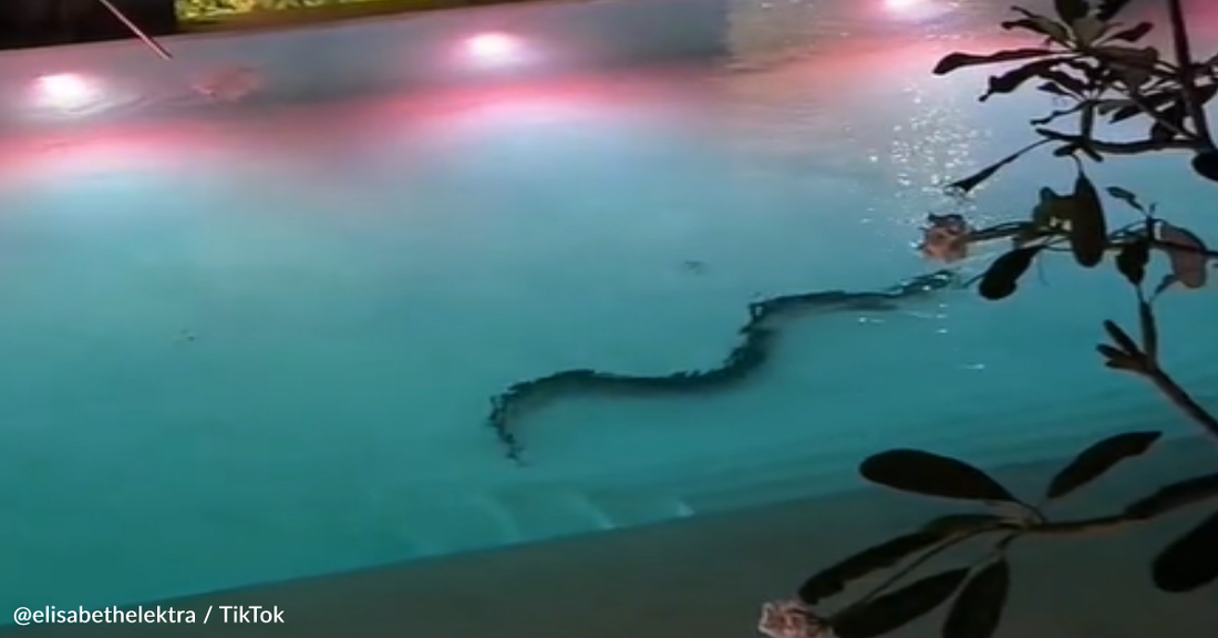 Woman On Vacation Spots Massive Snake In Swimming Pool