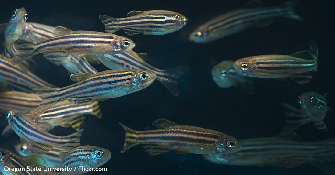 Study Discovers How Lost Fish Find Their Way Home In The Ocean