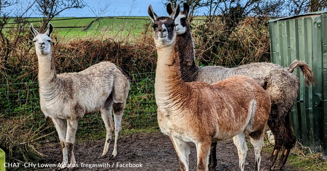 Alpacas and Llamas Enjoy Feast Of Christmas Tress Thanks To Unique Recycling Program