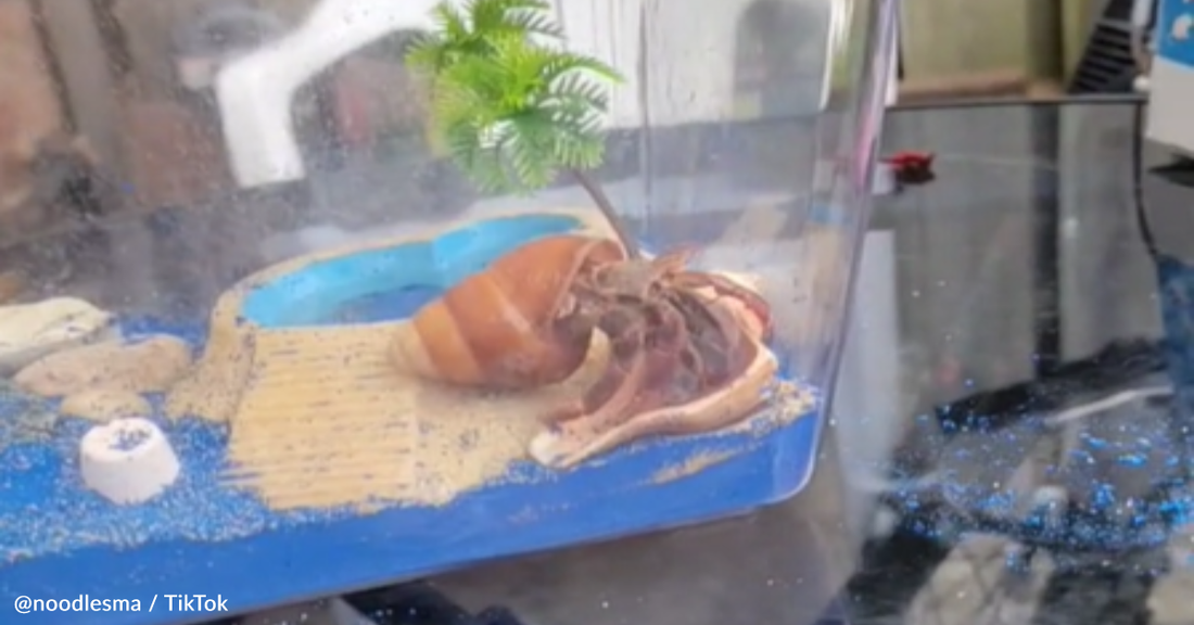 Watch A Pet Hermit Crab Move From One Shell To Another