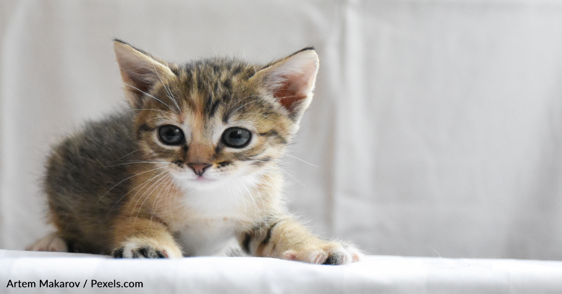 Overworked Cats Making Biscuits Are Taking TikTok By Storm