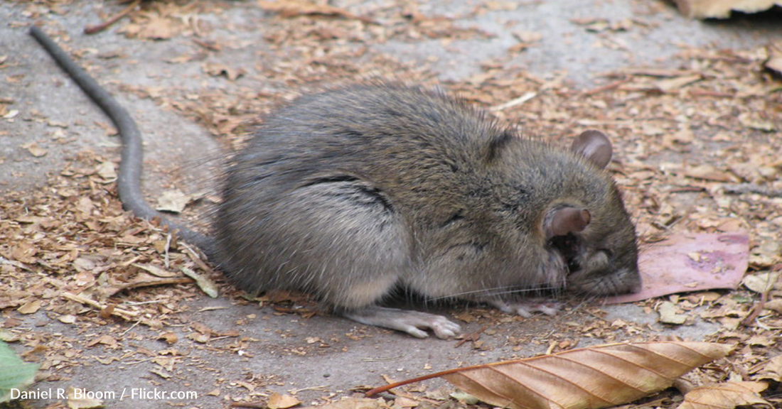 Experts Warn New Poison-Resistant Rodents Could Pose "Threat To Humans"