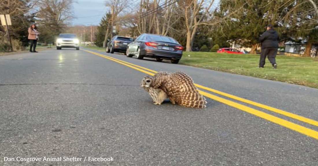 Locals Worry About Neighborhood Owl After She's Found Lying In The Road