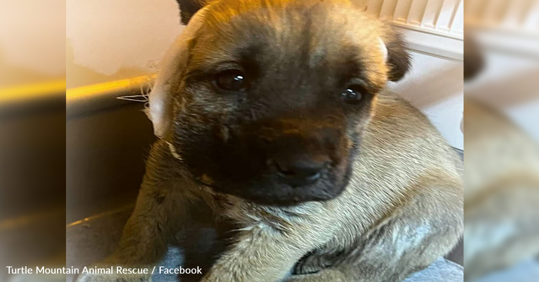 Rescuer Saves Tiny Puppy From Freezing In -24 Degree Weather