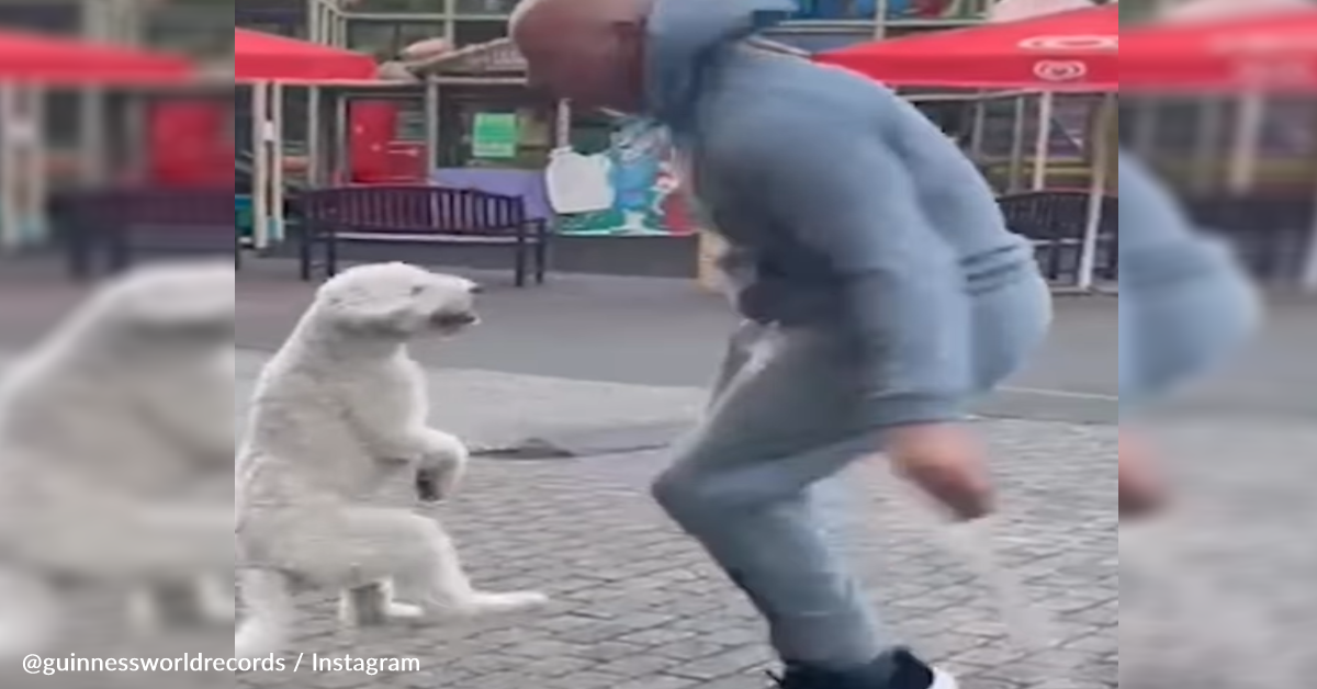 Dog Breaks World Record For Jumping Rope On His Hind Legs | GreaterGood