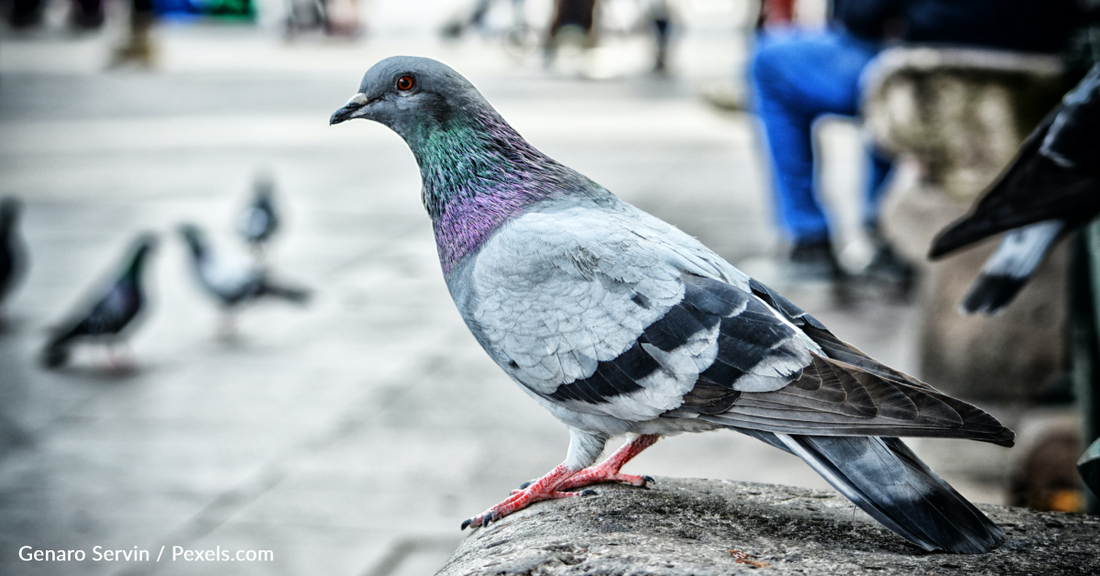 Filmmaker Michael Bay Slams False Reports That He Killed A Pigeon In Italy