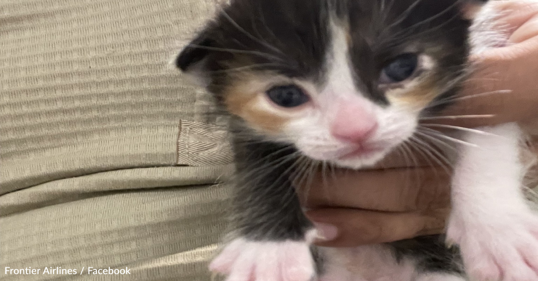 Frontier Is Giving Away Free Flights For People Who Adopt These Kittens