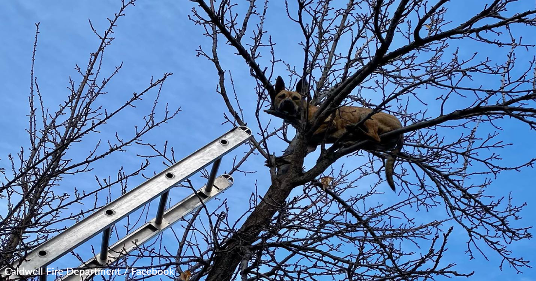 Firefighters Rescue Dog Stuck At The Top Of A Tree