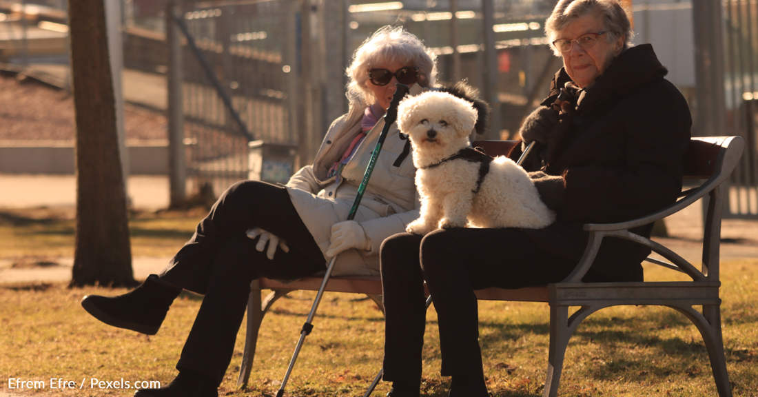 Study Finds Pet Ownership May Help Prevent Cognitive Decline As We Age