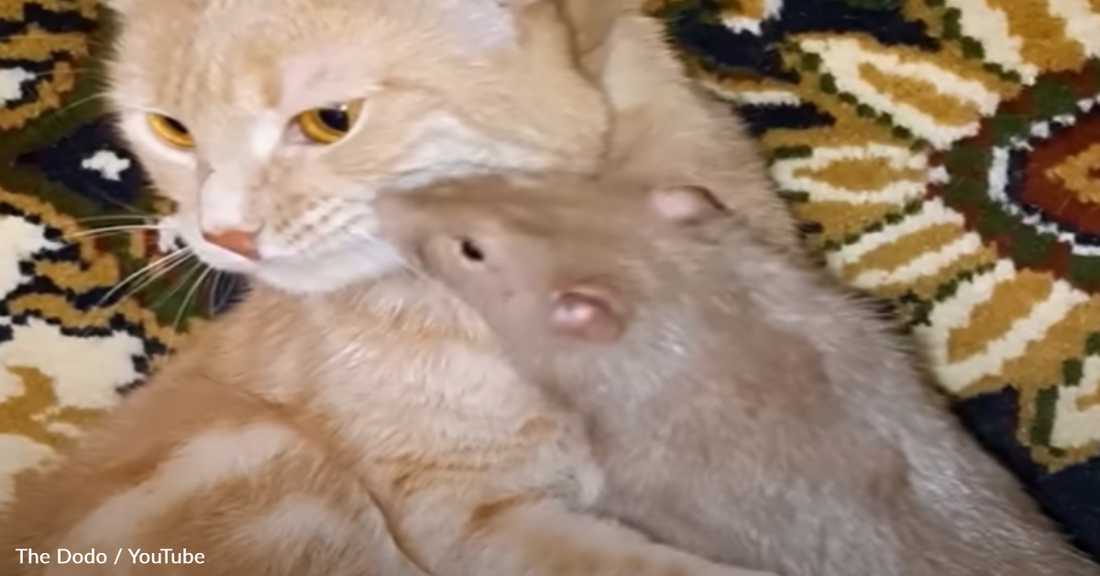 Playful Rat Loves Giving Her Cat Sister Hugs And Kisses