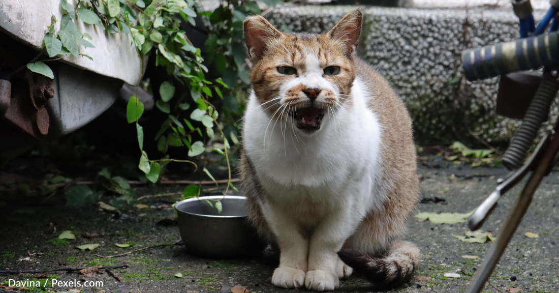 How The "Trap Neuter Return" Method Saves Stray Cats Around The World