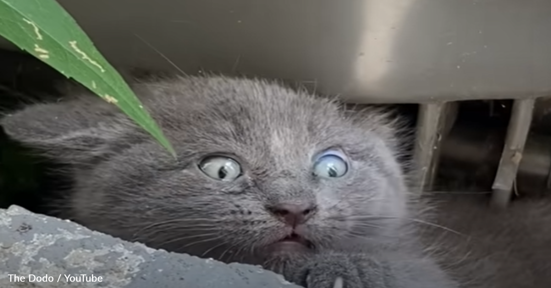 Woman Rescues Feisty Kitten Hiding Under A Trash Can