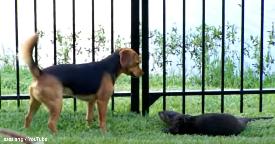 Friendly Otter Befriends Curious Beagle In Adorable Evening Ritual