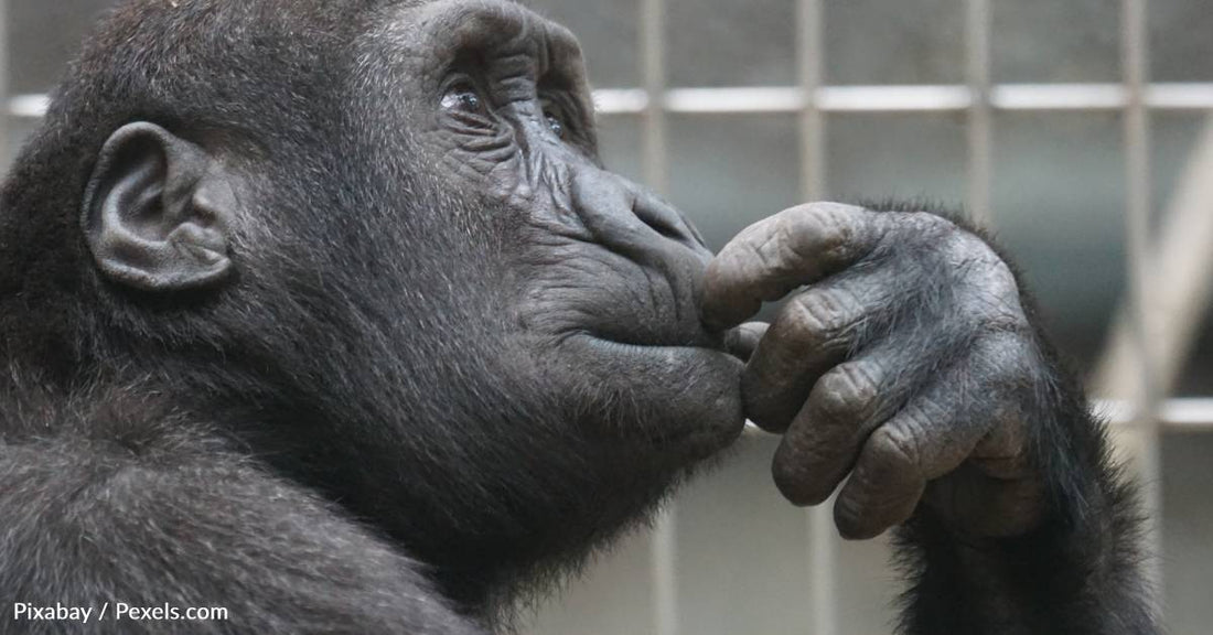 Did You Know That Apes Have Never Asked A Question?