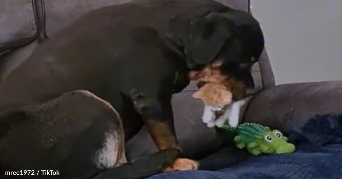 Gentle Rottweiler Helps Mom Care For Tiny Kitten