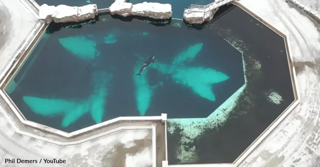 Drone Captures Heartbreaking Footage Of Marineland's Last Standing Orca, Kiska