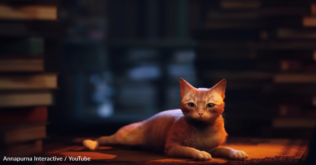 How The Video Game "Stray" Is Helping Real Life Shelter Cats