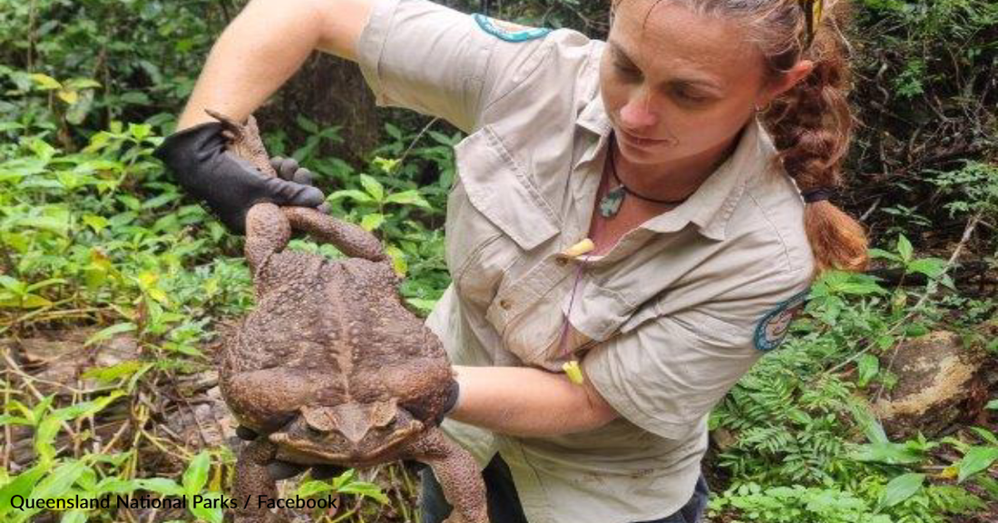 Park Rangers Find Massive "Toadzilla" Hiding In Australia National Park