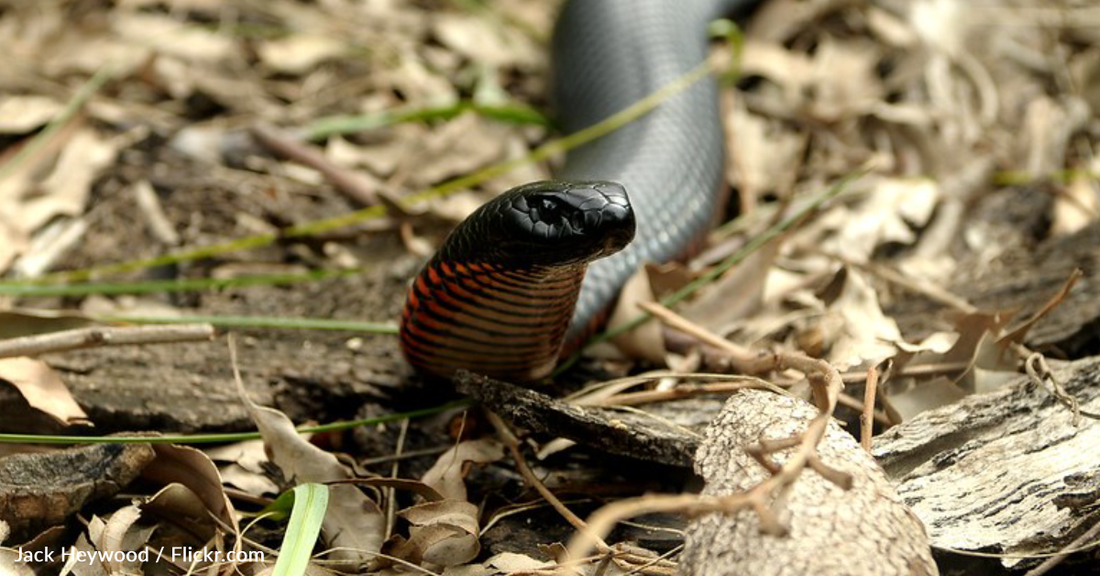 Snake Catcher Releases Deadly Reptile Back Into House After Family Refuses To Pay