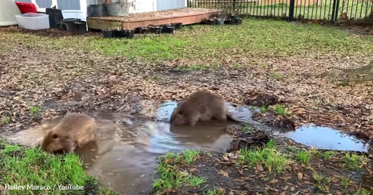 Rescue Beavers Turn Backyard Puddle Into A Serene Pond