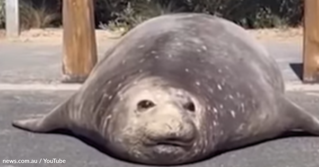 Giant Seal Brings Traffic To A Halt In Beachside Town