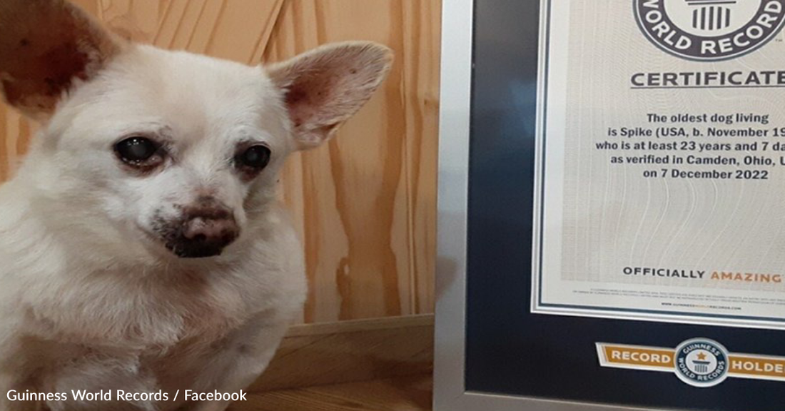 Spike The Rescue Chihuahua Takes The Title Of World's Oldest Living Dog